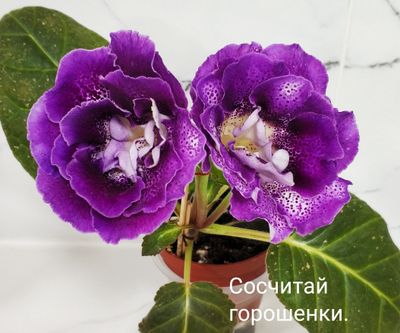 Цветущие глоксинии.