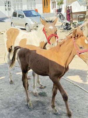 Toy sotald erkak toy
