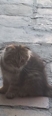 Продается котёнок.
