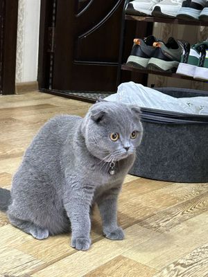 Продаётся шотландская вислоухая кошка(Schottish fold).