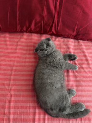 Скоттиш фолд сотилади