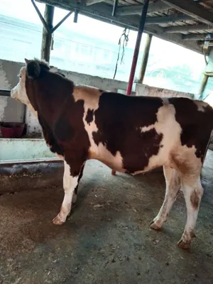 Semental gibrid sotiladi