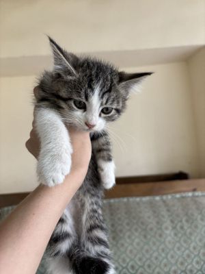 Кошечка в хорошие руки