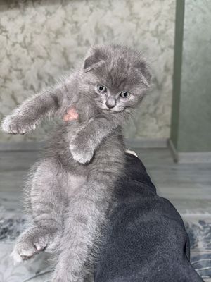 Scottish fold +schotish stright