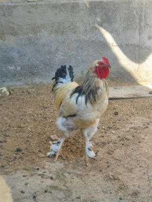 Xòroz savdo sotamiz