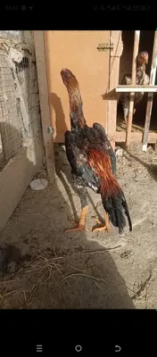 Juja sotiladi may oyida chiqqan