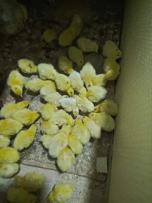 Bedana Beli gigant jojasiga zakaz olamiz