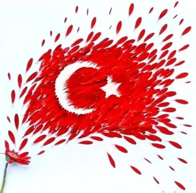 Турецкий язык Репетитор (Переводчик) Курсы турецкого языка