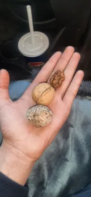 yong'oq mag'izi sotiladi 1kg