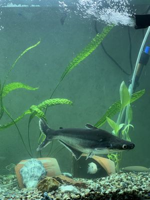 akula pangasius baliqlar sotiladi