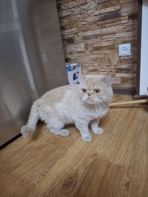 Mushuk sotiladi bonusiga 2 ta quyon ham beriladi