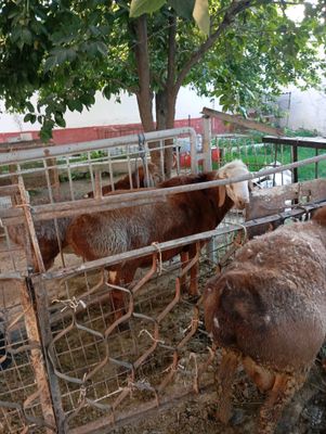 гигант Киргизстан келган кучкорлар сотамиз зотга