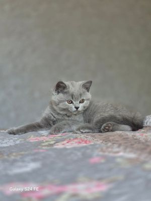 Британская девочка