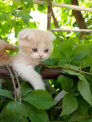 Скотишь фольд пародистые