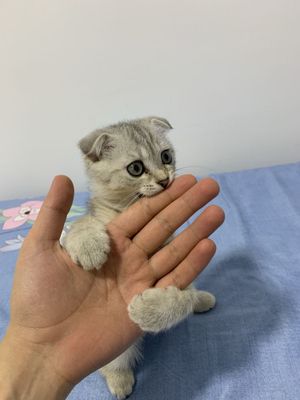 Вислоухий котятя