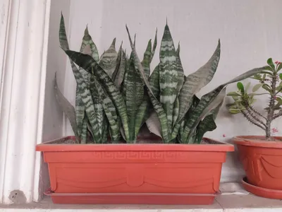 Комнатные цветы Сансевиерия