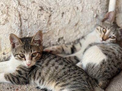 Кошки