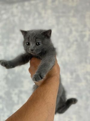 Scottish fold 2 ta.