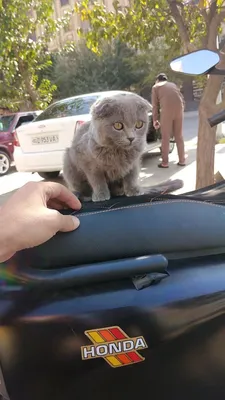 Сроочно продаю кошечку Скоттиш фолд