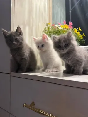 Longines hydroconquest orginal