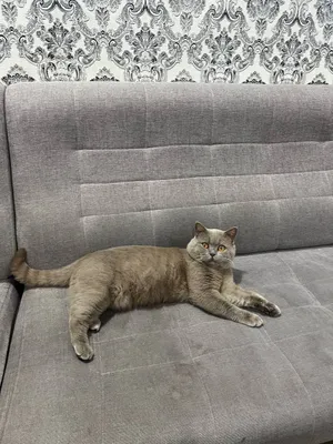 Виязка Британски Кот