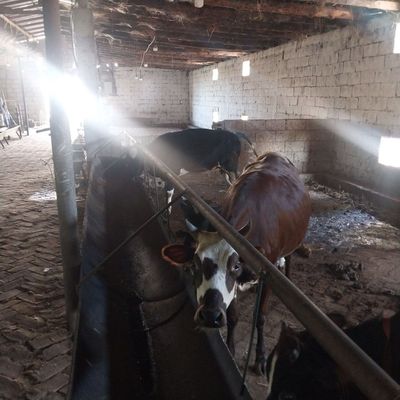 Sifatli va arzon gunojinlar sotiladi