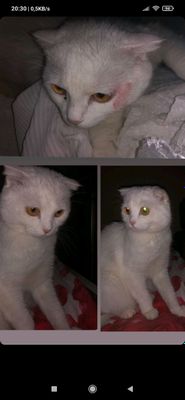 вислоухий