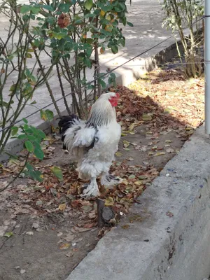 Brama xõroz va tovuq