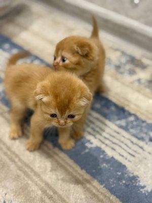 КОШКИ МУШУК скоттиш фолд