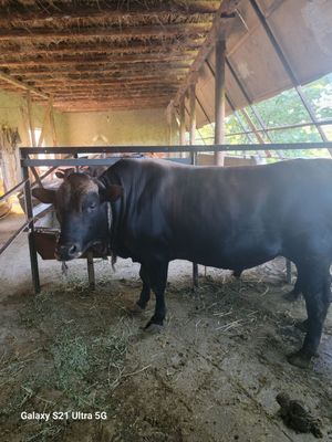 Buqa sotiladi angus zotli 2 yoshli