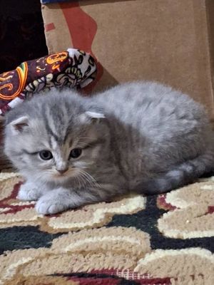 Котята Шотландский фолд Mushuk Scottish fold