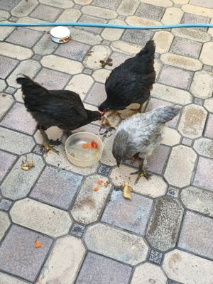3 ta tovuq jaydari / 3 курицы брама