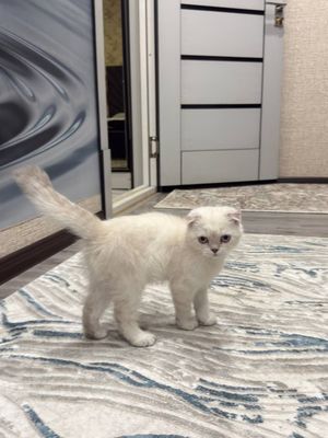 Продается котенок