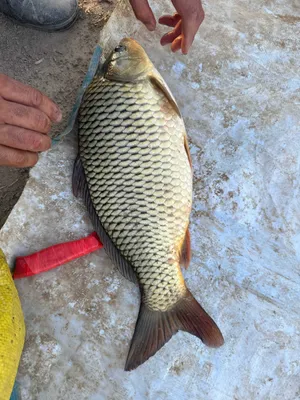 Сазан / Толстолоб / Беламур — сифатли балиқлар!