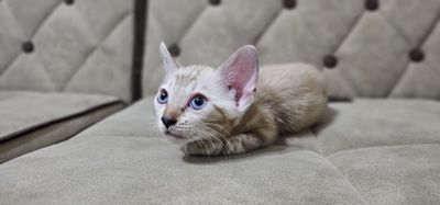 Бенгальские котята