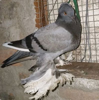 zor zotli