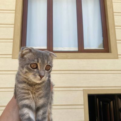Scottish Fold zoti 3 oyli jinsi qiz