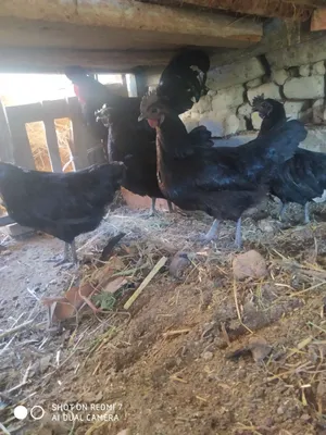 Uxalayn joʻjalari sotiladi