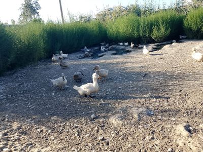 Хохлатый урдаклар сотилади.