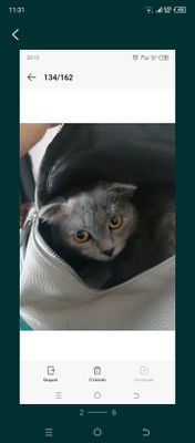 Scottish fold qiz
