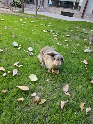 Кролик карликовый самец