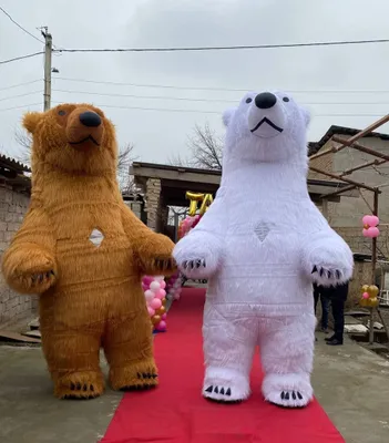 Ayiqlar tozasi oformleniya afarmleniya оформление афармление