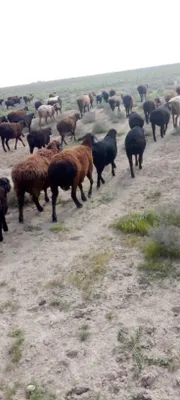 Совлиқлар сотилади