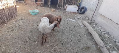 Qoylar satiladi kelisimli