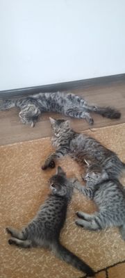 Очаровательные котята ищут заботливых хозяев