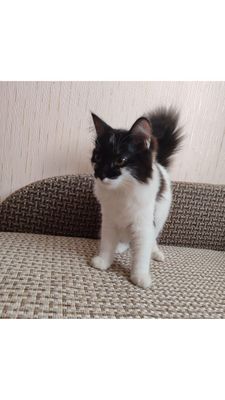 Отдам в добрые и заботливые руки