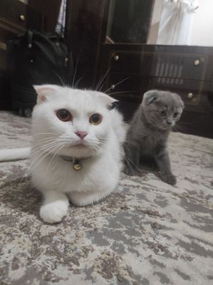 Чистокровный котята