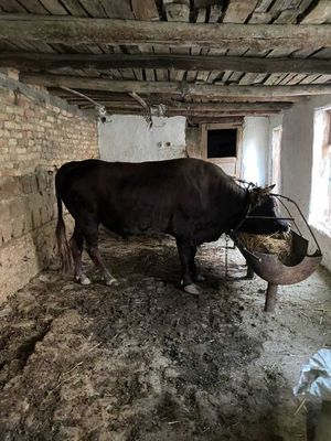 Sog'lom buqa sotiladi.