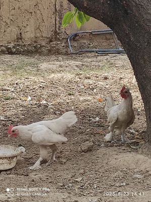 Yapon xorozla sotiladi 2 ta