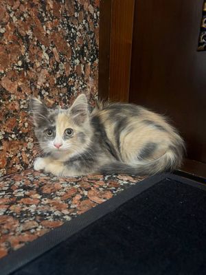Пародия : трехцветная кошка домашняя